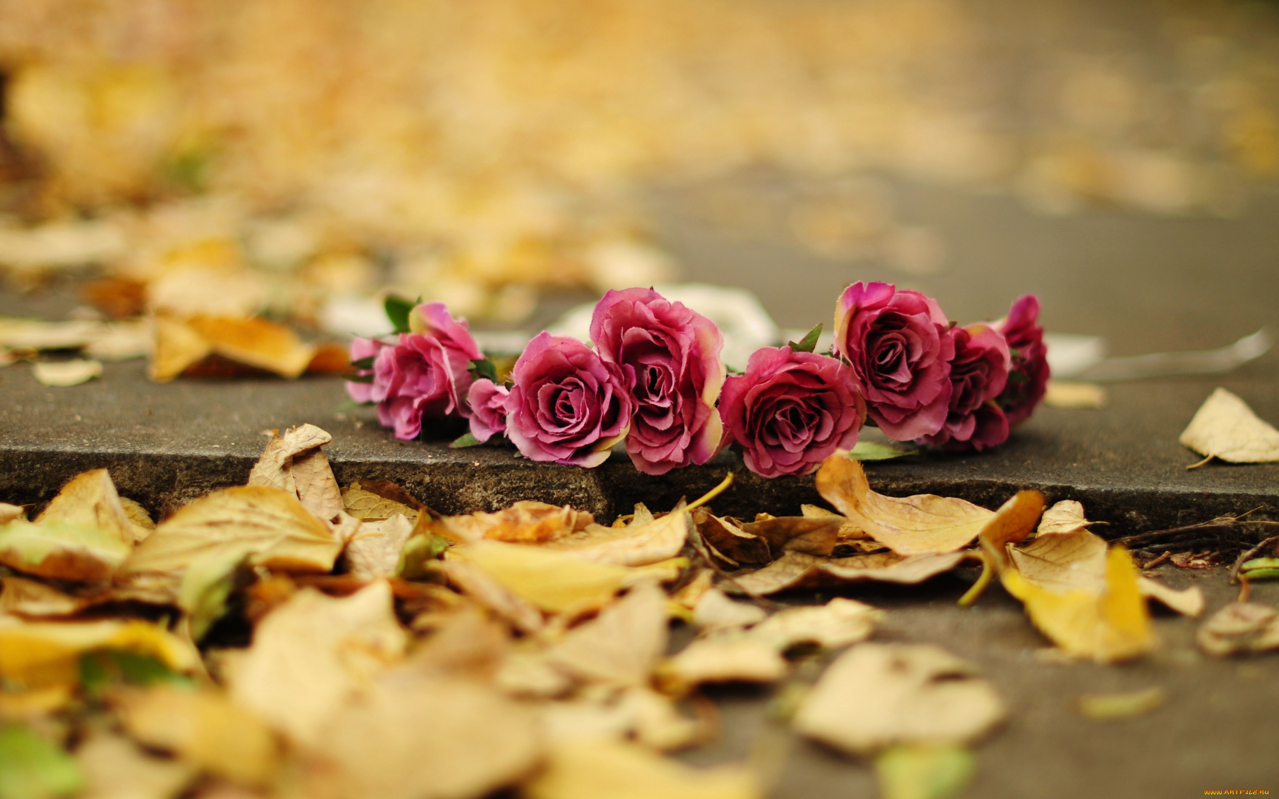 Красивые Осенние Розы